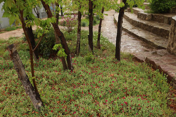 بوستان ولی‌عصر سمنان(پارک سنگی)