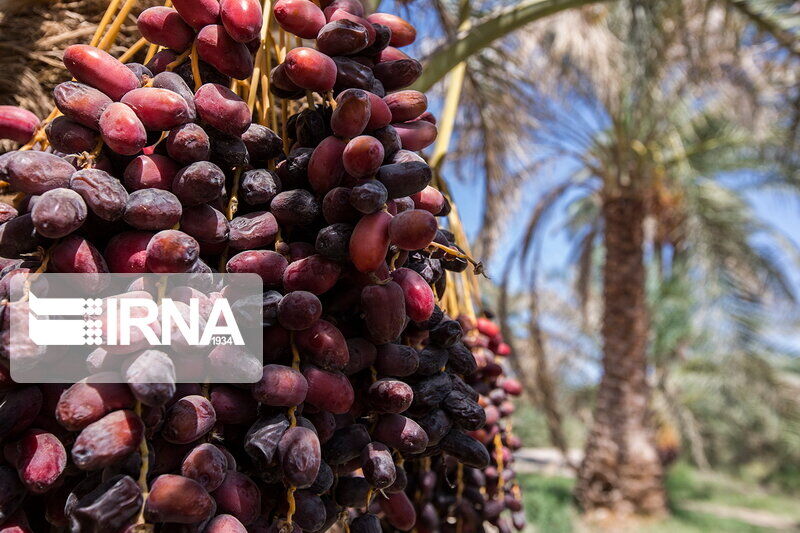 ۶۱ درصد محصولات باغی سیستان و بلوچستان به خرما اختصاص دارد
