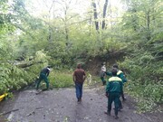 وزش باد شدید منجر به سقوط درختان در خرم آباد شد + فیلم