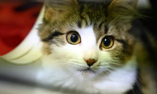 پژوهش چینی: گربه‌ها می توانند عامل انتقال ویروس کرونا باشند