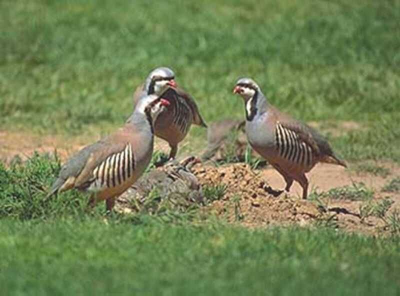 شکارچیان کبک دستگیر و پرندگان گرفتار در دام آزاد شدند