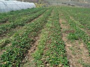 تونل پلاستیکی عملکرد محصول توت فرنگی را تا ۷۰ درصد افزایش می‌دهد