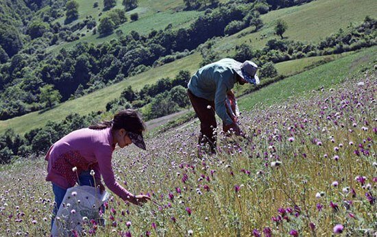 به هر چمن که رسیدی گیاه کوهی نچین و برو ایرنا