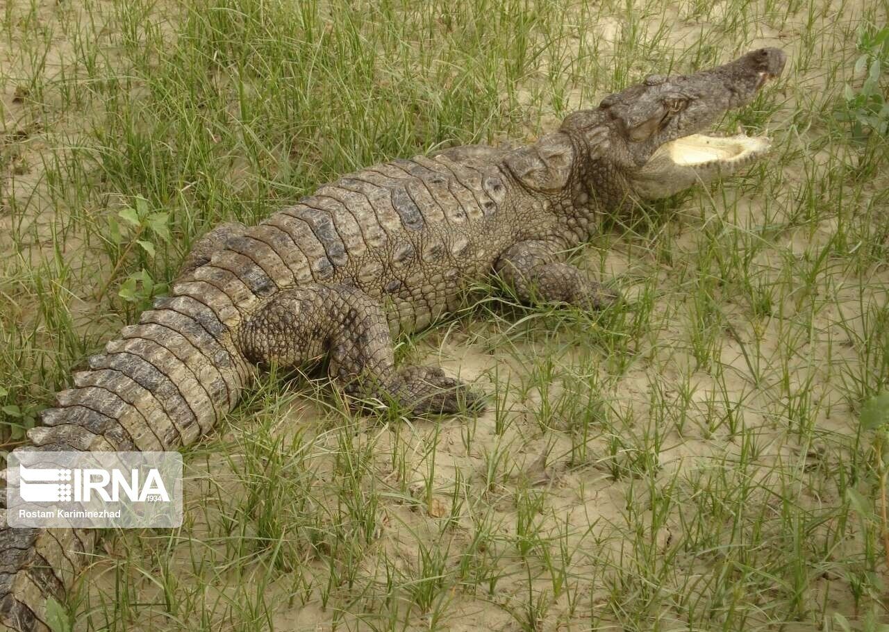 Gando; Rare Iranian crocodile habitat
