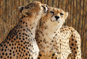 Iran to transfer two cheetahs to natural habitat