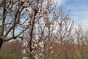 طبیعت‌ بهاری اشنویه و آغاز شکوفه دادن درختان