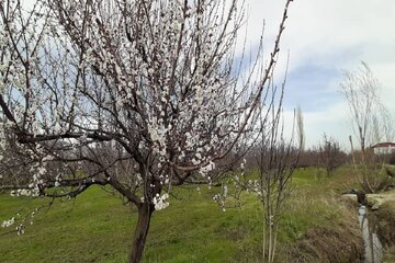 طبیعت بهاری اشنویه