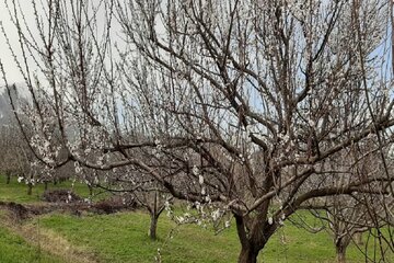 طبیعت بهاری اشنویه