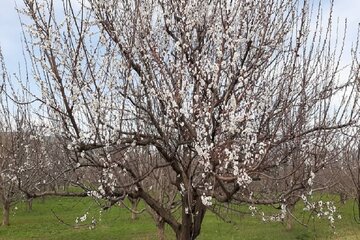 طبیعت بهاری اشنویه