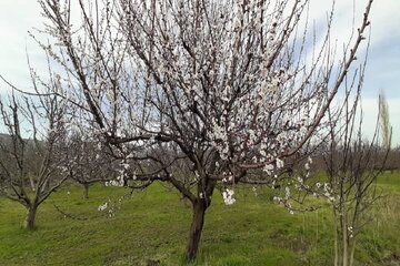 طبیعت بهاری اشنویه