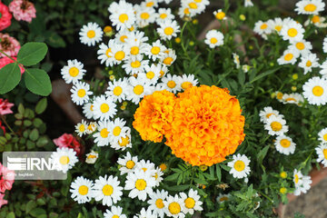 Iran's Isfahan Flower and Plant Market in the time of Coronavirus