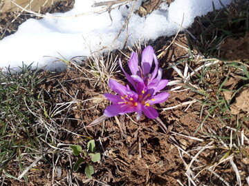 برف زمستان گلهای بهاری الیگودرز