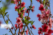 Colorful blossoms in southern Iran