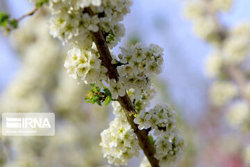 Colorful blossoms in southern Iran