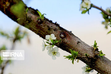 Colorful blossoms in southern Iran