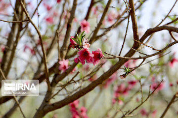 Colorful blossoms in southern Iran