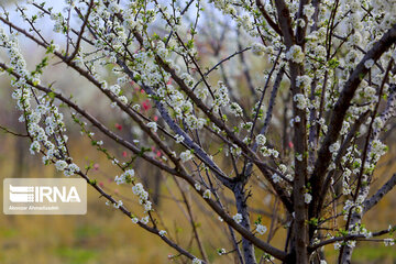 Colorful blossoms in southern Iran