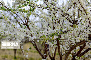 Colorful blossoms in southern Iran