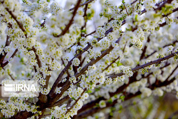 Colorful blossoms in southern Iran