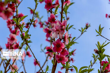 Colorful blossoms in southern Iran