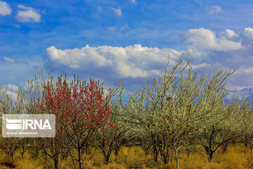 Colorful blossoms in southern Iran