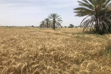 Début de la récolte de blé dans le sud-est de l'Iran