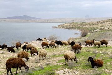 La zone humide de Sirangoli, à l'Azerbaïdjan de l'Ouest