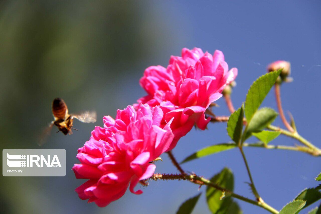 Picking rose flowers in central Iran kicks off