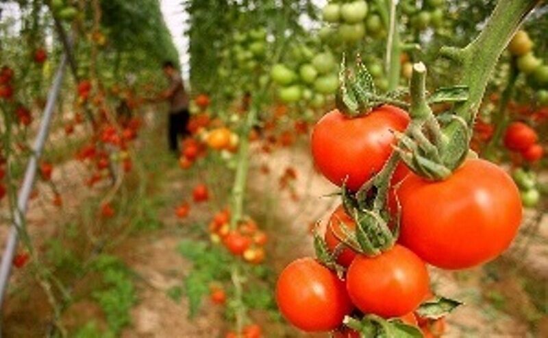Mirjaveh exports about 1,000 tons tomato