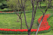 Tulipanes en el Parque Melat de Mashhad