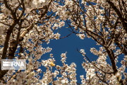 Blossoms out on almond tree in Iran's Shahr-e Kord