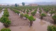 سیلاب ۶۵ میلیارد ریال خسارت در بردسکن به بارآورد