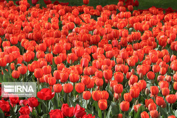 Tulips in spring of Mellat Park in Mashhad, northeastern Iran