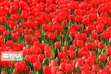 Tulips in spring of Mellat Park in Mashhad, northeastern Iran