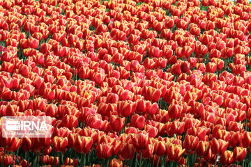 Tulips in spring of Mellat Park in Mashhad, northeastern Iran