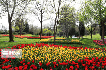 Tulips in spring of Mellat Park in Mashhad, northeastern Iran