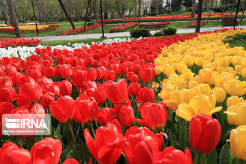 Tulips in spring of Mellat Park in Mashhad, northeastern Iran