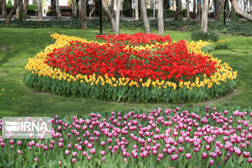 Tulips in spring of Mellat Park in Mashhad, northeastern Iran