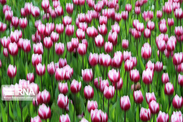 Tulips in spring of Mellat Park in Mashhad, northeastern Iran