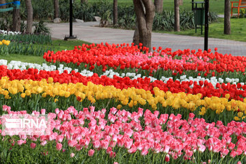 Tulips in spring of Mellat Park in Mashhad, northeastern Iran