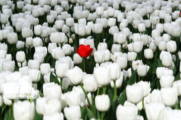 Tulips in spring of Mellat Park in Mashhad, northeastern Iran