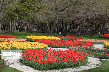 Tulips in spring of Mellat Park in Mashhad, northeastern Iran