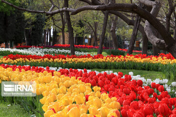 Tulips in spring of Mellat Park in Mashhad, northeastern Iran