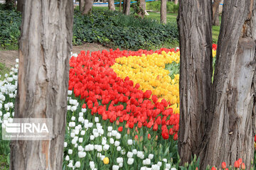 Tulips in spring of Mellat Park in Mashhad, northeastern Iran