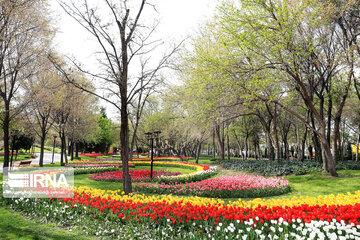 Tulips in spring of Mellat Park in Mashhad, northeastern Iran