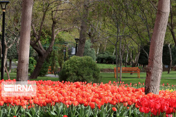 Tulips in spring of Mellat Park in Mashhad, northeastern Iran