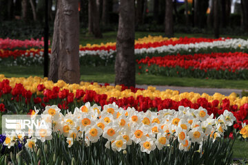 Tulips in spring of Mellat Park in Mashhad, northeastern Iran