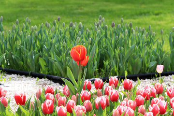 Tulips in spring of Mellat Park in Mashhad, northeastern Iran