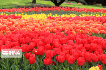 Tulips in spring of Mellat Park in Mashhad, northeastern Iran