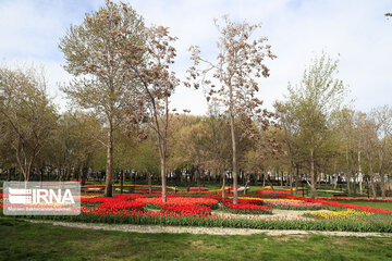 Tulips in spring of Mellat Park in Mashhad, northeastern Iran